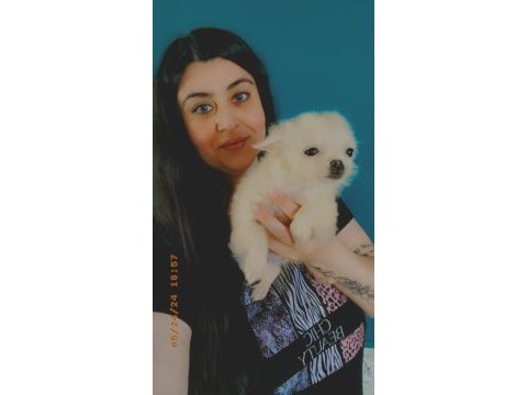 Chihuahua (şivava) yavrular