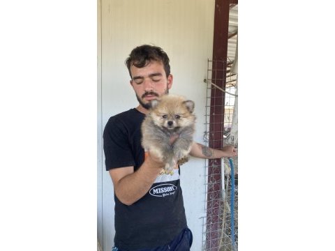 Üst kalite pomeranian boo yavrular