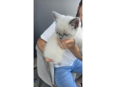 British shorthair blue point kedimiz