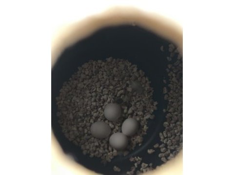 Yumurtalı 2 yaşında çift muhabbet