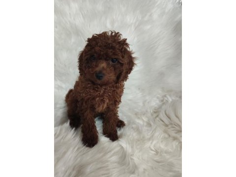 Toy poodle brown cana yakın