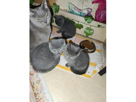 Ev üretimi erkek ve dişi british shorthair