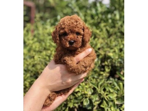 Gerçek lokum poodle