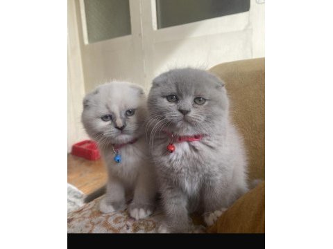 Mükemmel kız bebeklerim scottish fold top kafalar