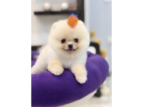Minnak boy teacup gülen suratlı pomeranian oğlumuz