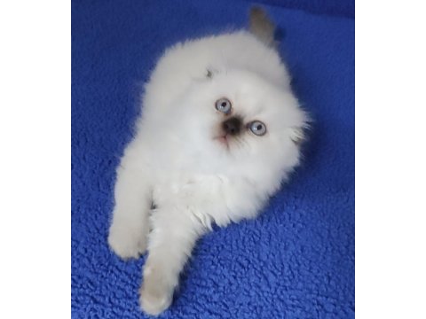 Teslime hazır mükemmel bir scottish fold