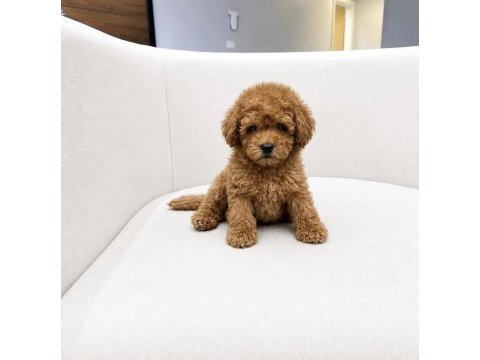 Toy poodle sağlıklı