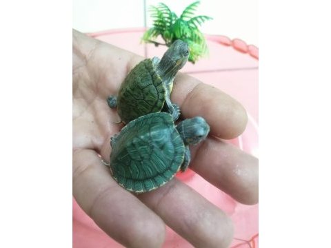 Su kaplumbağası bebek kırmızı yanak singapur
