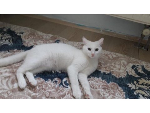 Ücretsiz kedi russian blue