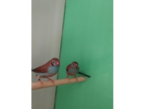 Cordon blue ispinoz çift tkf bilezikli