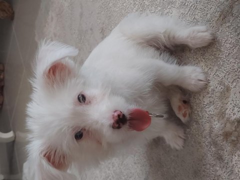 3aylık maltese terrier