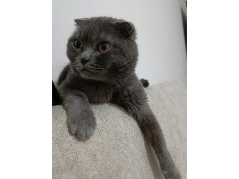 Erkek 1 buçuk yaşında scottish fold