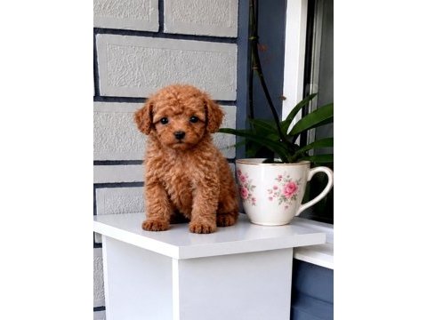 Teacup 700 gr poodle