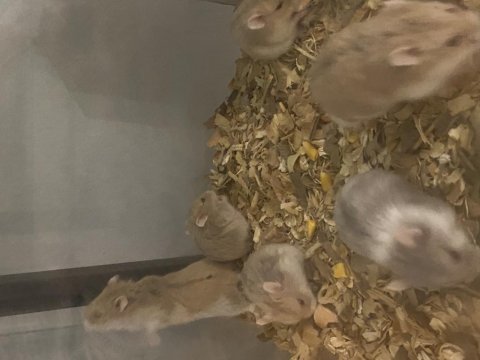Sütten kesilmiş hamster yavrular
