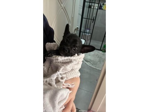 Elma kafa 5 aylık gerçek 0 numara chihuahua