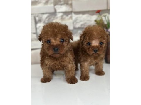Minik tea cup kore poodle bebekler için ulaşabilirsiniz