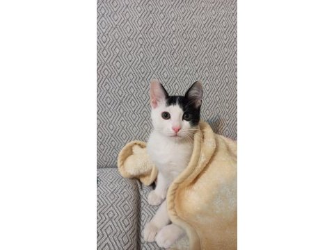 Çok tatlı oyuncu smokin kedim