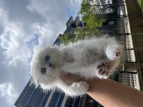 Scottish fold erkek yavrumuz