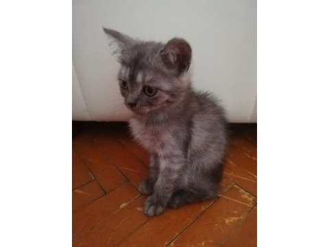 60 günlük british shorthair yavrular