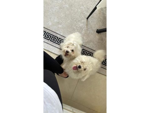 Dişi maltese terrier