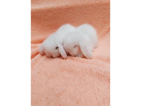 Hollanda teddy lop tavşanı