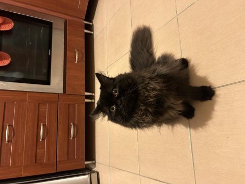7.5 aylık erkek british longhair bombay