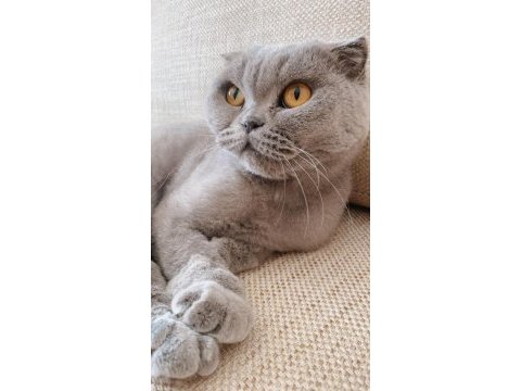 Kedi sahiplendirne