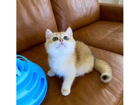 Safkan british shorthair golden ny12 erkek yavru