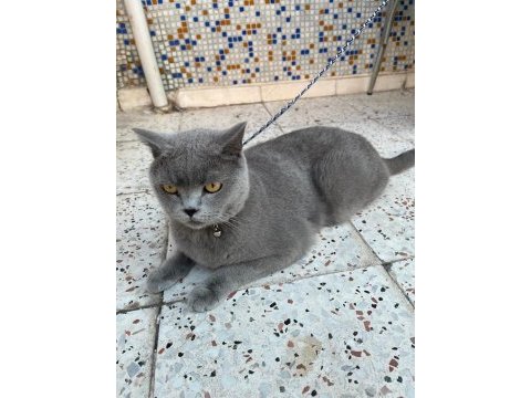 Acil 5 yaşında kedimiz