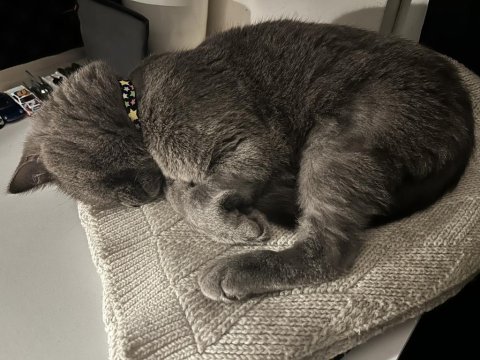 Erkek british shorthair