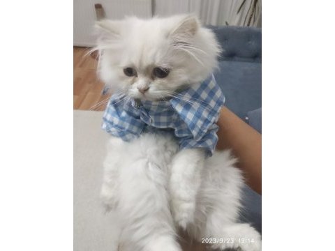 Kedi sahiplendirme british longhair