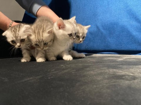 Silver british shorthair yavrular