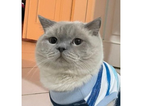 Mama karşılığı british shorthair