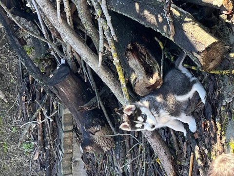 Saf kan husky yavrumuz yeni yuvasını bekliyor