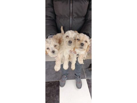 Orijinal maltipoo bebekler