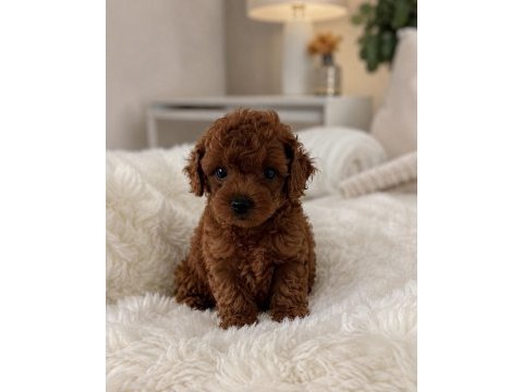 Teacup toy poodle