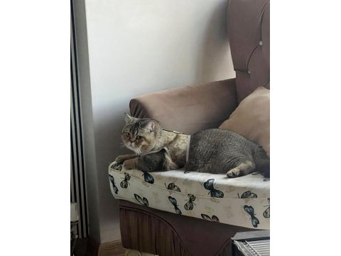 Taşındığımız için kedimize yuva arıyoruz