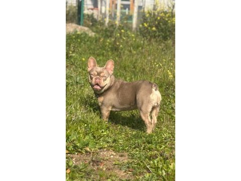 New shade isabella tan erkek french bulldog