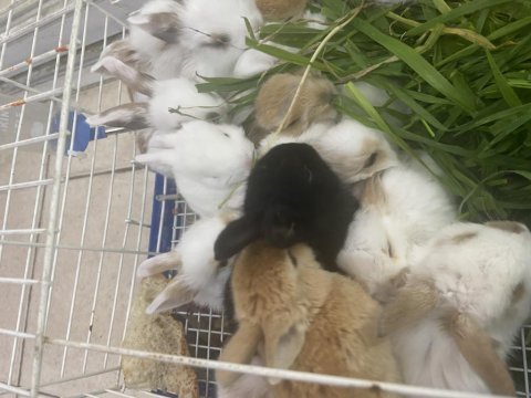 Sevimli tavşan yavruları