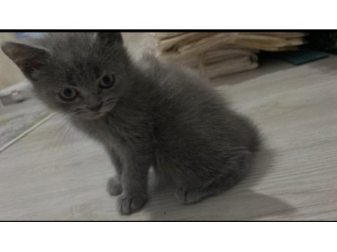 Gri güzellik saf kan scottish fold