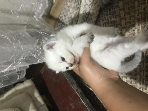 20 günlük yavru kediler