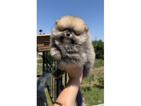 Orange dişi pomeranian boo