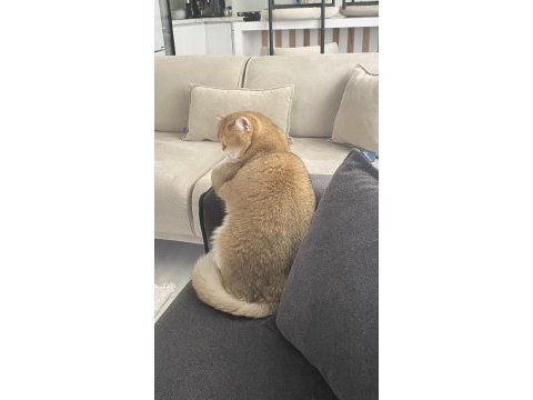 British shorthair kedisi