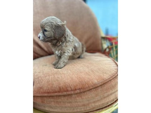 Maltipoo bebekler yeni yuvalarını arıyor