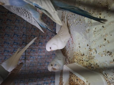 Kaliteli jumbo muhabbet kuşu yavrular