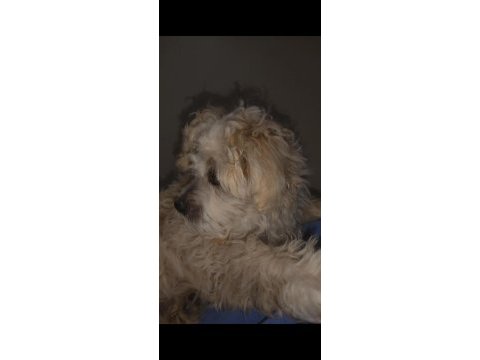 Erkek maltese terrier