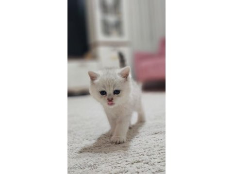 Safkan british shorthair silver blue mavi göz