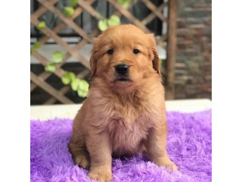 Golden retriever yavruları
