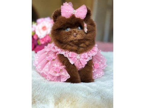Çokolata ayıcık pomeranian prenses