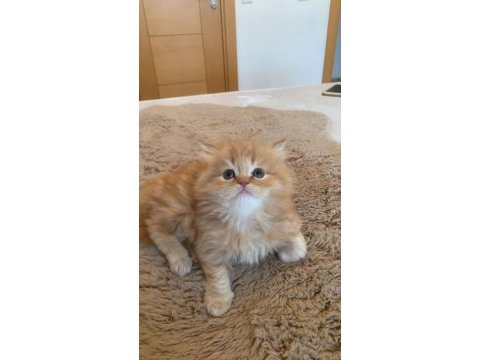 1,5 aylık british longhair